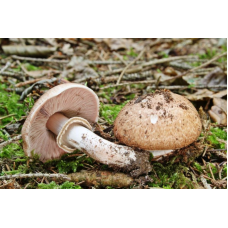 Мицелий Шампиньона лесного (Agaricus silvaticus) Мицелий Шампиньона лесного (Agaricus silvaticus)